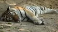 Orange Siberian Tiger (Panthera Tigris Altaica) Amur, Altaic, Ussuri Tiger HD Footage