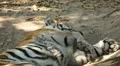 Orange Siberian Tiger (Panthera Tigris Altaica) Amur, Altaic, Ussuri Tiger HD Footage