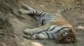 Orange Siberian Tiger (Panthera Tigris Altaica) Amur, Altaic, Ussuri Tiger HD Footage