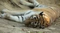 Orange Siberian Tiger (Panthera Tigris Altaica) Amur, Altaic, Ussuri Tiger HD Footage