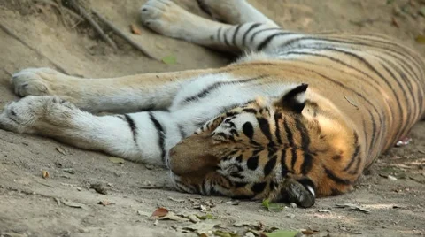 Orange Siberian Tiger (Panthera Tigris Altaica) Amur, Altaic, Ussuri Tiger Stock Footage