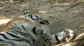 Orange Siberian Tiger (Panthera Tigris Altaica) Amur, Altaic, Ussuri Tiger HD Footage