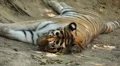 Orange Siberian Tiger (Panthera Tigris Altaica) Amur, Altaic, Ussuri Tiger HD Footage