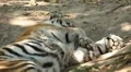 Orange Siberian Tiger (Panthera Tigris Altaica) Amur, Altaic, Ussuri Tiger HD Footage