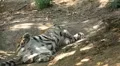 Orange Siberian Tiger (Panthera Tigris Altaica) Amur, Altaic, Ussuri Tiger HD Footage