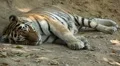 Orange Siberian Tiger (Panthera Tigris Altaica) Amur, Altaic, Ussuri Tiger HD Footage