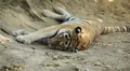 Orange Siberian Tiger (Panthera Tigris Altaica) Amur, Altaic, Ussuri Tiger HD Footage