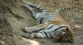 Orange Siberian Tiger (Panthera Tigris Altaica) Amur, Altaic, Ussuri Tiger HD Footage