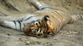 Orange Siberian Tiger (Panthera Tigris Altaica) Amur, Altaic, Ussuri Tiger HD Footage