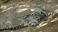 Orange Siberian Tiger (Panthera Tigris Altaica) Amur, Altaic, Ussuri Tiger HD Footage