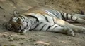 Orange Siberian Tiger (Panthera Tigris Altaica) Amur, Altaic, Ussuri Tiger HD Footage