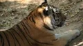 Orange Siberian Tiger (Panthera Tigris Altaica) Amur, Altaic, Ussuri Tiger HD Footage