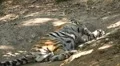 Orange Siberian Tiger (Panthera Tigris Altaica) Amur, Altaic, Ussuri Tiger HD Footage