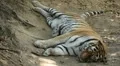 Orange Siberian Tiger (Panthera Tigris Altaica) Amur, Altaic, Ussuri Tiger HD Footage