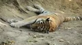 Orange Siberian Tiger (Panthera Tigris Altaica) Amur, Altaic, Ussuri Tiger HD Footage