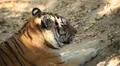 Orange Siberian Tiger (Panthera Tigris Altaica) Amur, Altaic, Ussuri Tiger HD Footage
