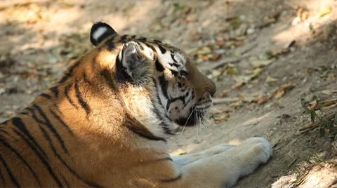 Orange Siberian Tiger (Panthera Tigris Altaica) Amur, Altaic, Ussuri Tiger Stock Footage