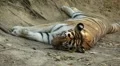 Orange Siberian Tiger (Panthera Tigris Altaica) Amur, Altaic, Ussuri Tiger HD Footage