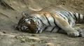 Orange Siberian Tiger (Panthera Tigris Altaica) Amur, Altaic, Ussuri Tiger HD Footage