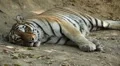 Orange Siberian Tiger (Panthera Tigris Altaica) Amur, Altaic, Ussuri Tiger HD Footage
