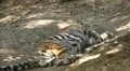 Orange Siberian Tiger (Panthera Tigris Altaica) Amur, Altaic, Ussuri Tiger HD Footage