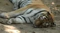 Orange Siberian Tiger (Panthera Tigris Altaica) Amur, Altaic, Ussuri Tiger HD Footage