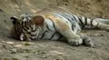 Orange Siberian Tiger (Panthera Tigris Altaica) Amur, Altaic, Ussuri Tiger HD Footage