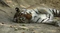 Orange Siberian Tiger (Panthera Tigris Altaica) Amur, Altaic, Ussuri Tiger HD Footage