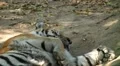 Orange Siberian Tiger (Panthera Tigris Altaica) Amur, Altaic, Ussuri Tiger HD Footage