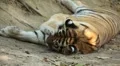 Orange Siberian Tiger (Panthera Tigris Altaica) Amur, Altaic, Ussuri Tiger HD Footage