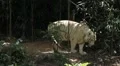 Orange Siberian Tiger (Panthera Tigris Altaica) Amur, Altaic, Ussuri Tiger HD Footage