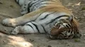 Orange Siberian Tiger (Panthera Tigris Altaica) Amur, Altaic, Ussuri Tiger HD Footage