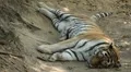 Orange Siberian Tiger (Panthera Tigris Altaica) Amur, Altaic, Ussuri Tiger HD Footage