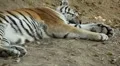 Orange Siberian Tiger (Panthera Tigris Altaica) Amur, Altaic, Ussuri Tiger HD Footage