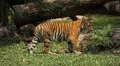 Orange Siberian Tiger (Panthera Tigris Altaica) Amur, Altaic, Ussuri Tiger HD Footage