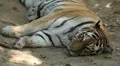 Orange Siberian Tiger (Panthera Tigris Altaica) Amur, Altaic, Ussuri Tiger HD Footage