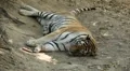 Orange Siberian Tiger (Panthera Tigris Altaica) Amur, Altaic, Ussuri Tiger HD Footage