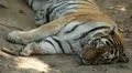 Orange Siberian Tiger (Panthera Tigris Altaica) Amur, Altaic, Ussuri Tiger HD Footage