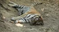 Orange Siberian Tiger (Panthera Tigris Altaica) Amur, Altaic, Ussuri Tiger HD Footage