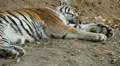 Orange Siberian Tiger (Panthera Tigris Altaica) Amur, Altaic, Ussuri Tiger HD Footage