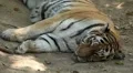 Orange Siberian Tiger (Panthera Tigris Altaica) Amur, Altaic, Ussuri Tiger HD Footage