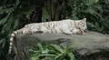 Orange Siberian Tiger (Panthera Tigris Altaica) Amur, Altaic, Ussuri Tiger HD Footage