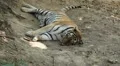 Orange Siberian Tiger (Panthera Tigris Altaica) Amur, Altaic, Ussuri Tiger HD Footage