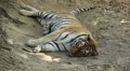 Orange Siberian Tiger (Panthera Tigris Altaica) Amur, Altaic, Ussuri Tiger HD Footage