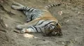 Orange Siberian Tiger (Panthera Tigris Altaica) Amur, Altaic, Ussuri Tiger HD Footage