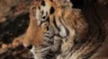 Orange Siberian Tiger (Panthera Tigris Altaica) Amur, Altaic, Ussuri Tiger HD Footage