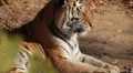 Orange Siberian Tiger (Panthera Tigris Altaica) Amur, Altaic, Ussuri Tiger HD Footage