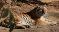 Orange Siberian Tiger (Panthera Tigris Altaica) Amur, Altaic, Ussuri Tiger HD Footage