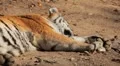 Orange Siberian Tiger (Panthera Tigris Altaica) Amur, Altaic, Ussuri Tiger HD Footage