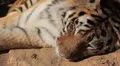 Orange Siberian Tiger (Panthera Tigris Altaica) Amur, Altaic, Ussuri Tiger HD Footage